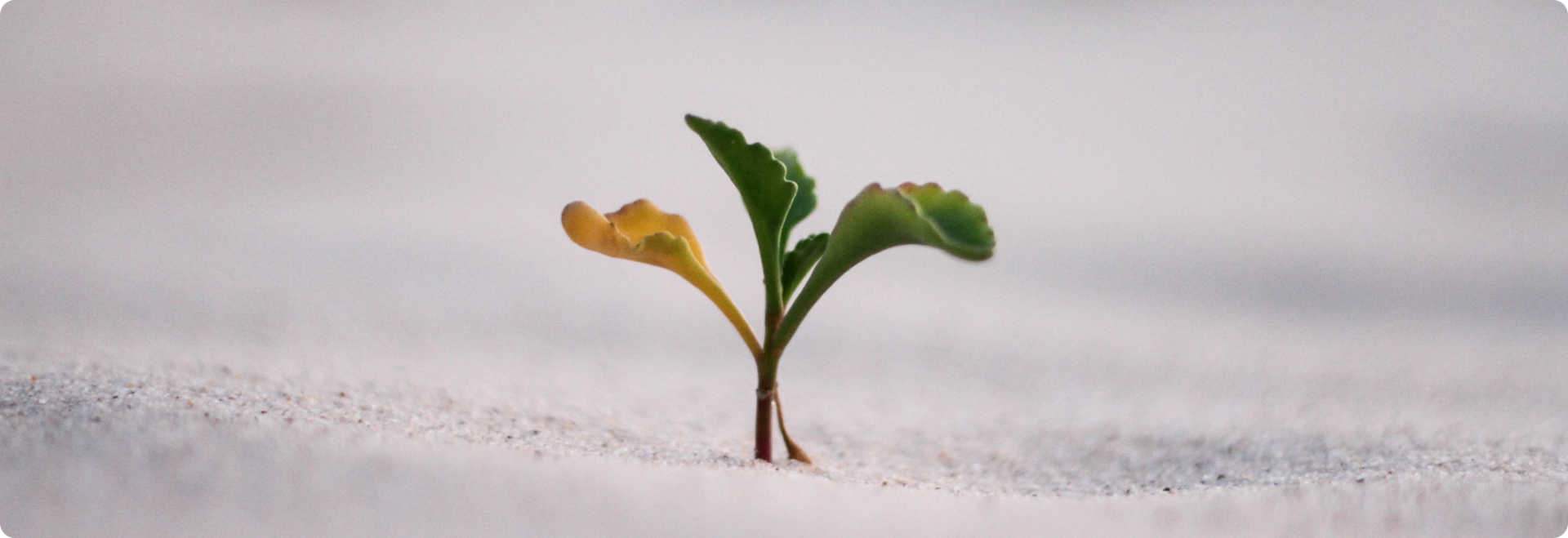 A small green seedling sprouting from sand, representing the growth potential of alternative investments