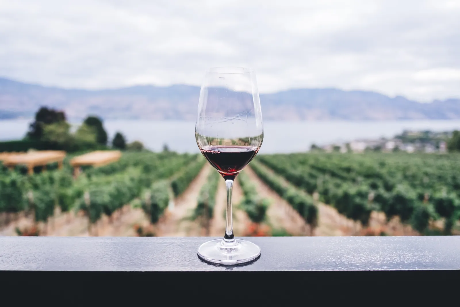 Glass of red wine with vineyard in the background