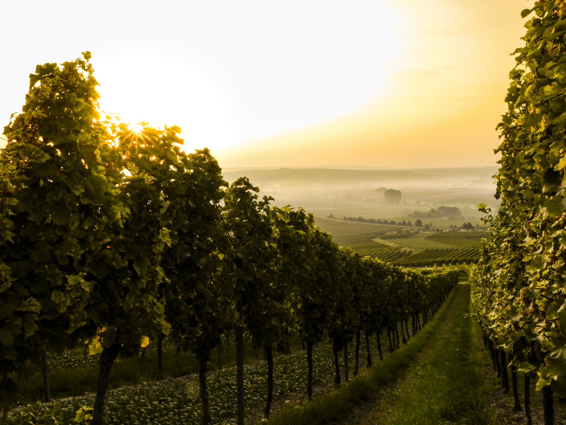Vineyard rows at sunrise with golden light